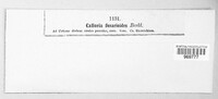 Calloria urticae image